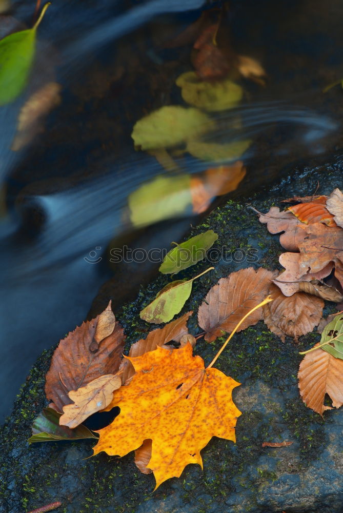 Silent Autumn Calm Twig