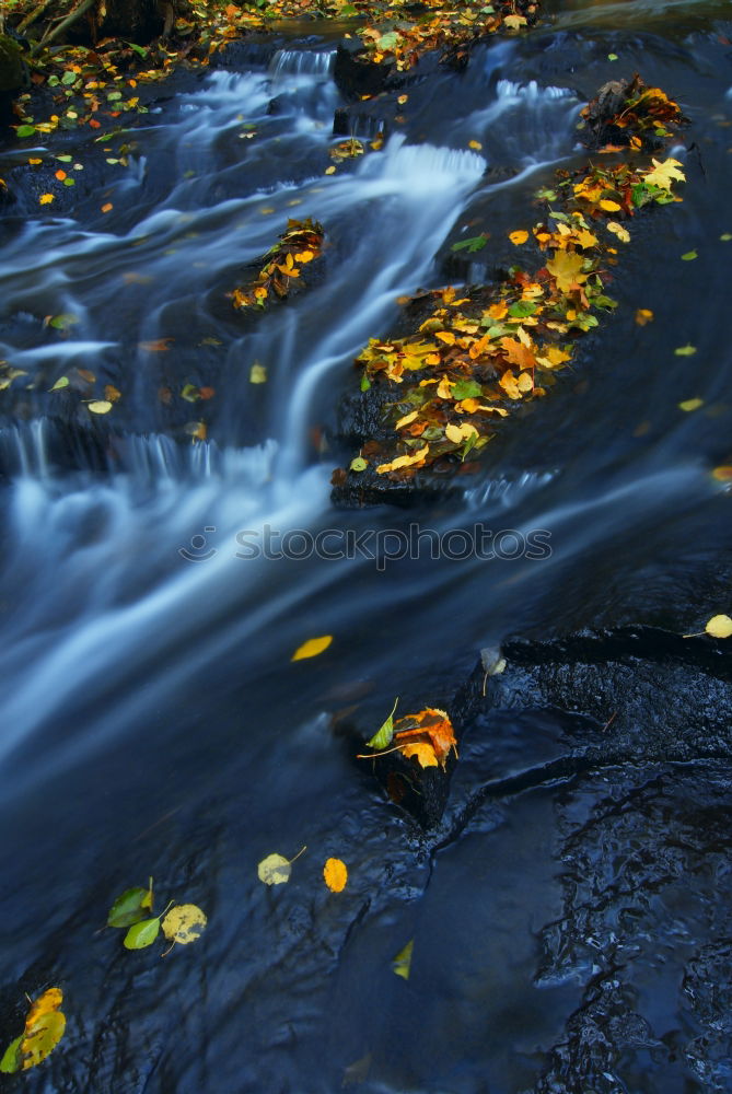 Similar – Image, Stock Photo pox in autumn Nature