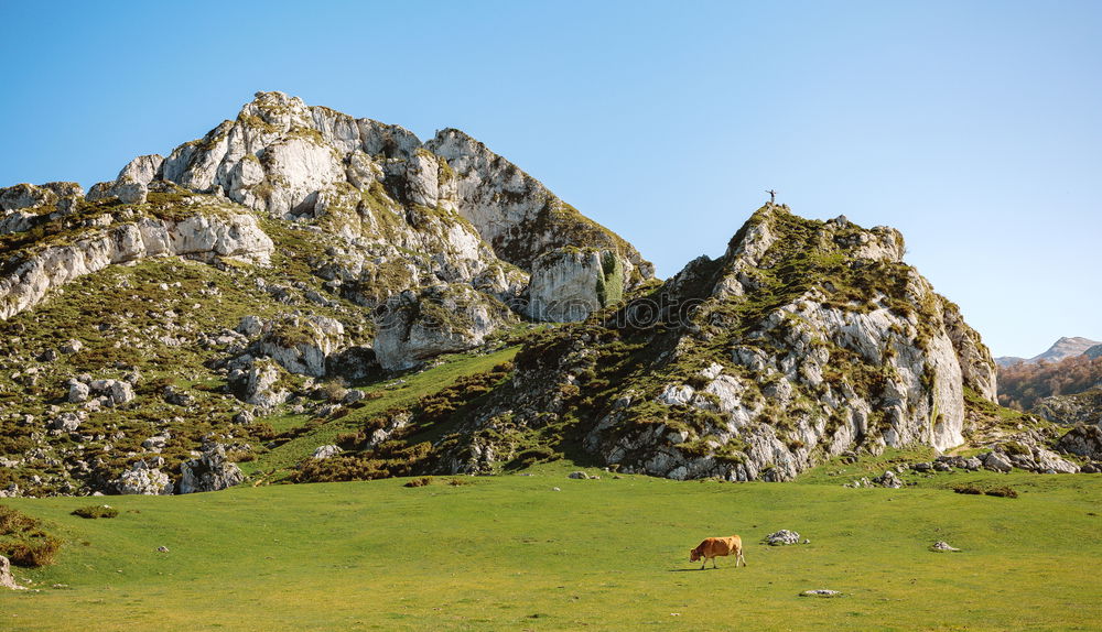 Mountaineer on a rock and cow on the grass