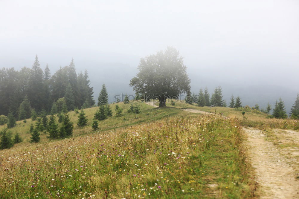 Similar – Image, Stock Photo small! Mountain Hiking