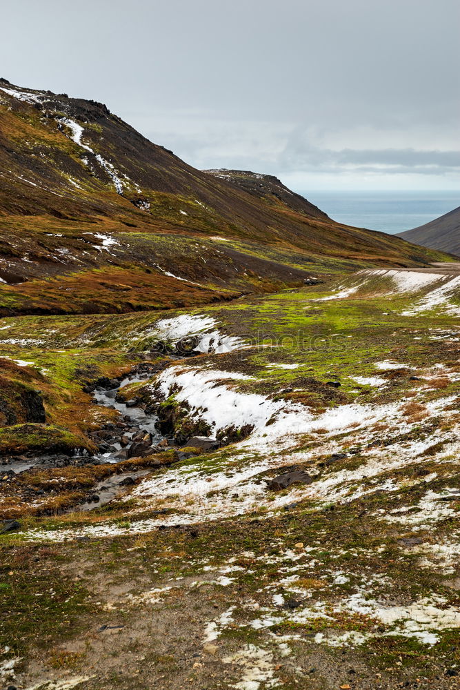 Similar – Image, Stock Photo Deer on the hill in Scotland