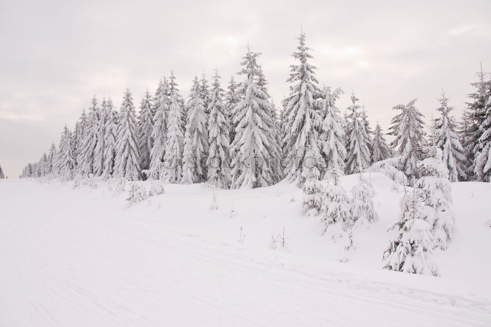 Similar – Foto Bild Abräumer Umwelt Natur