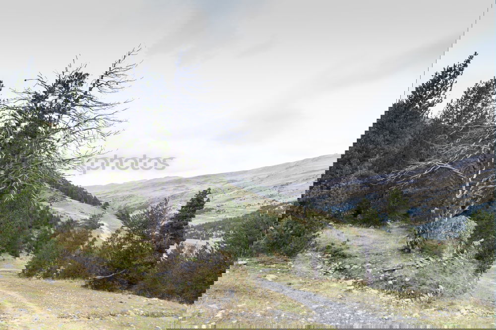 Similar – Image, Stock Photo After Forest Fire Mountain
