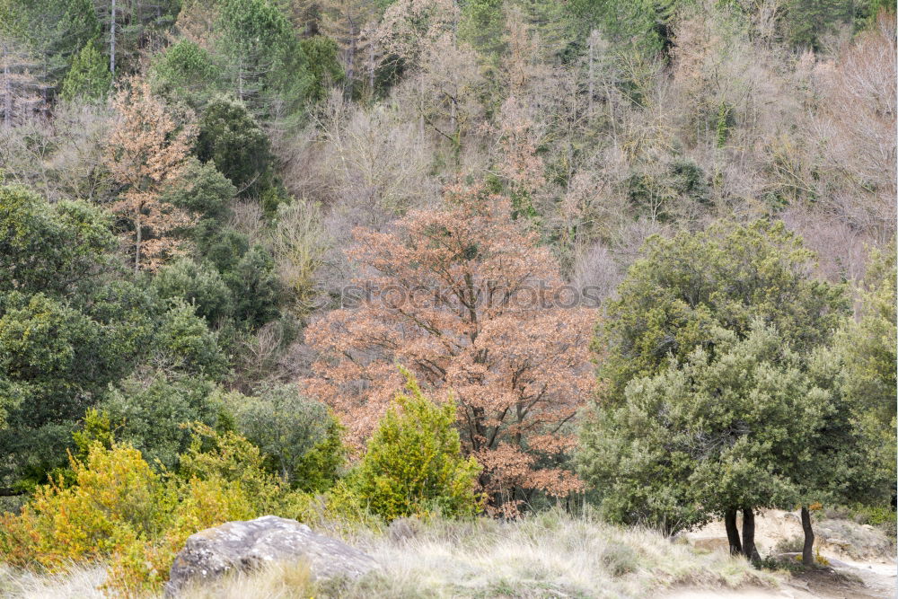 Similar – Image, Stock Photo Lüneburg Heath