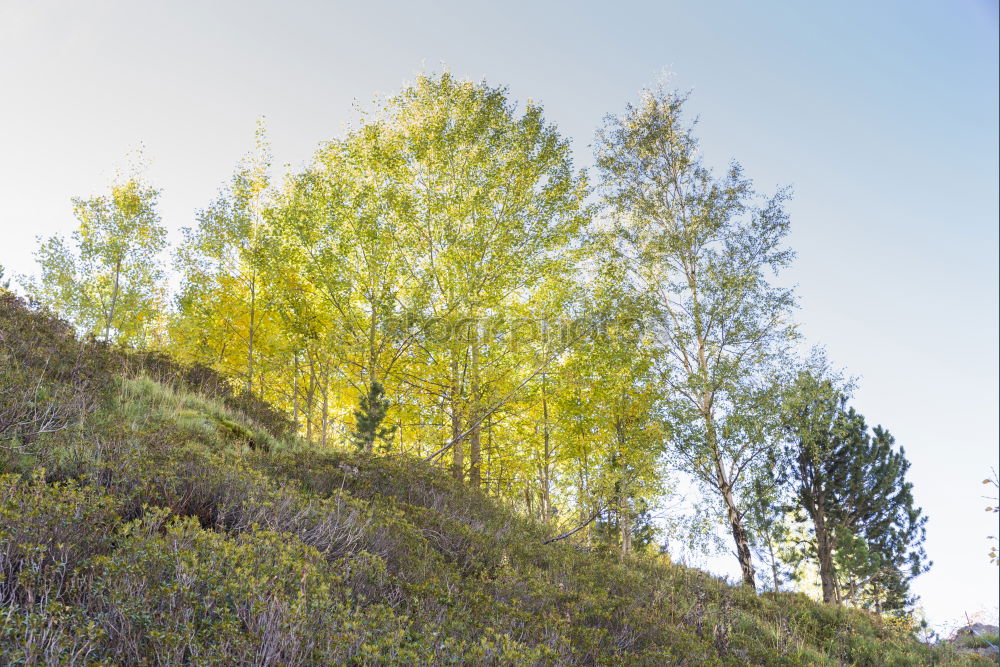 Similar – Image, Stock Photo Lüneburg Heath