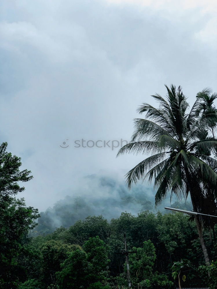 Similar – Seychelles Palm View