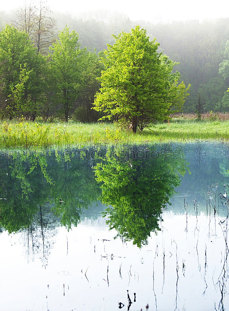 Image, Stock Photo single double Plant Tree