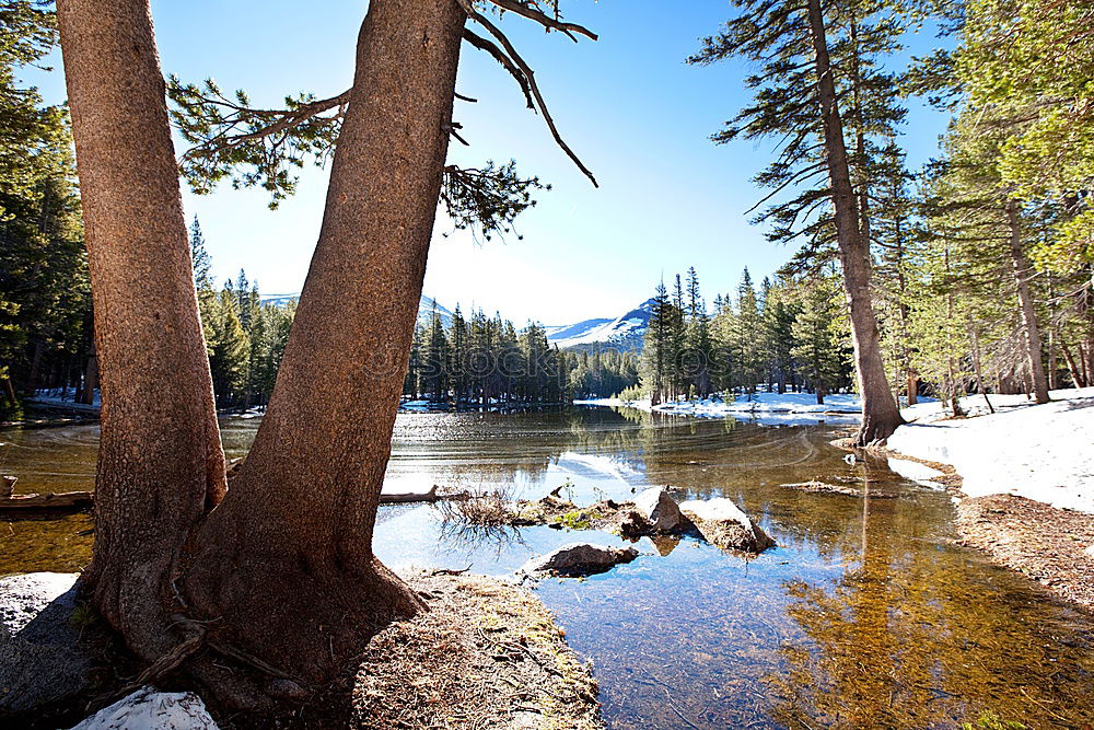 Similar – Foto Bild Yosemite II See Baum grün