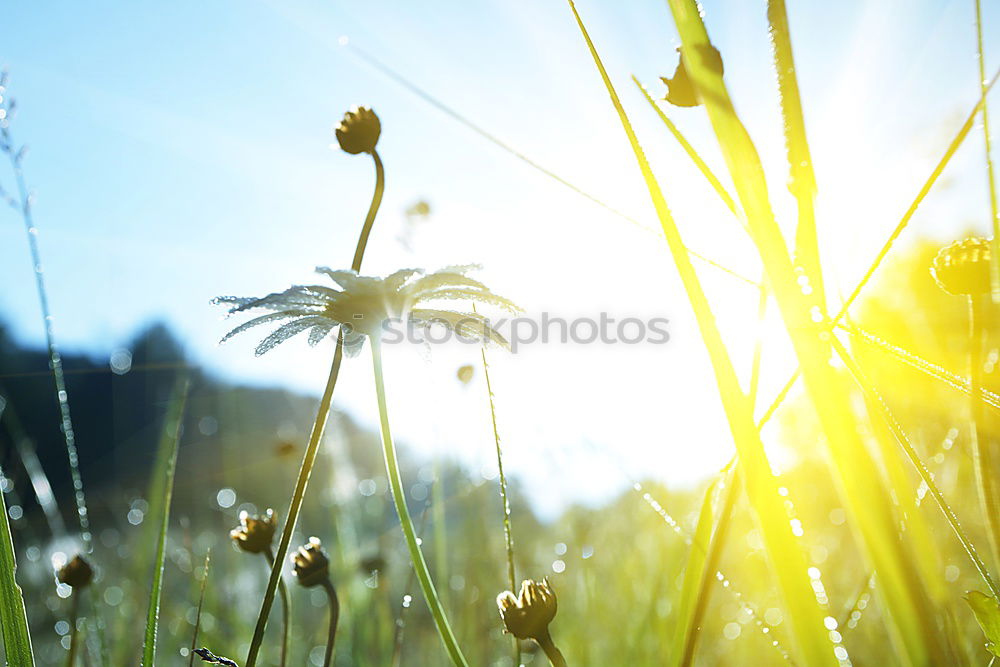 Similar – Waiting … Field Flower