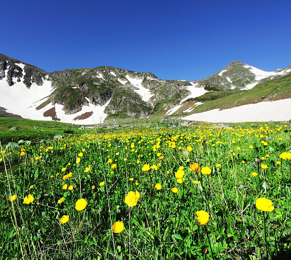 Similar – Frühling in der Höhe