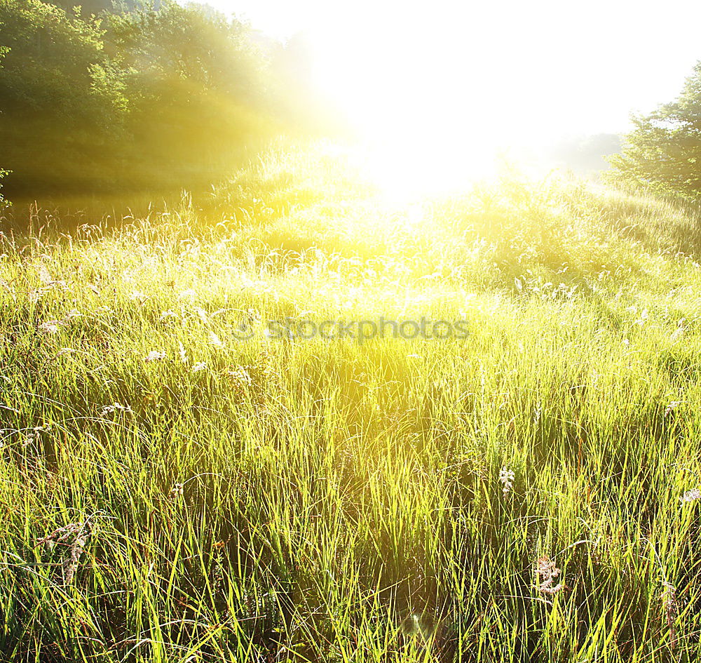 Similar – Fairytale-like plant (with jogger)