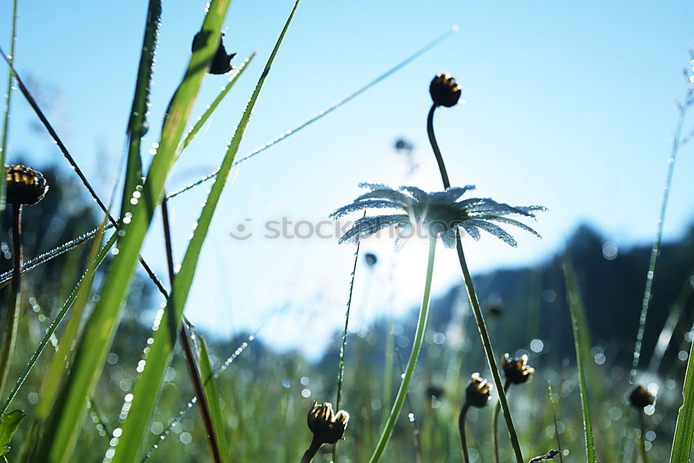 Similar – Image, Stock Photo meadow beauty Meadow