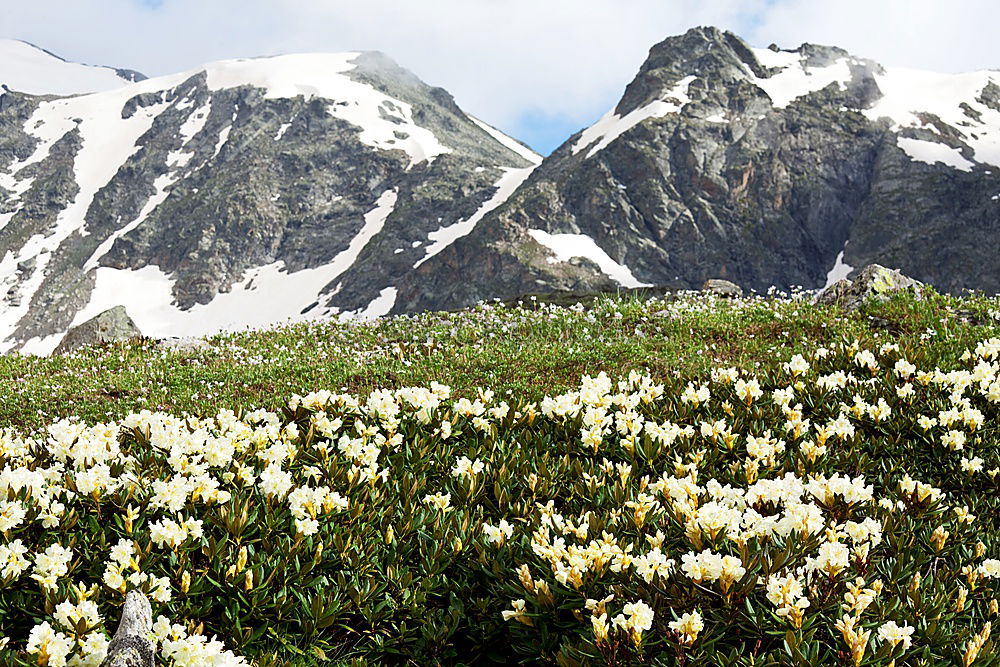 Frühling in der Höhe