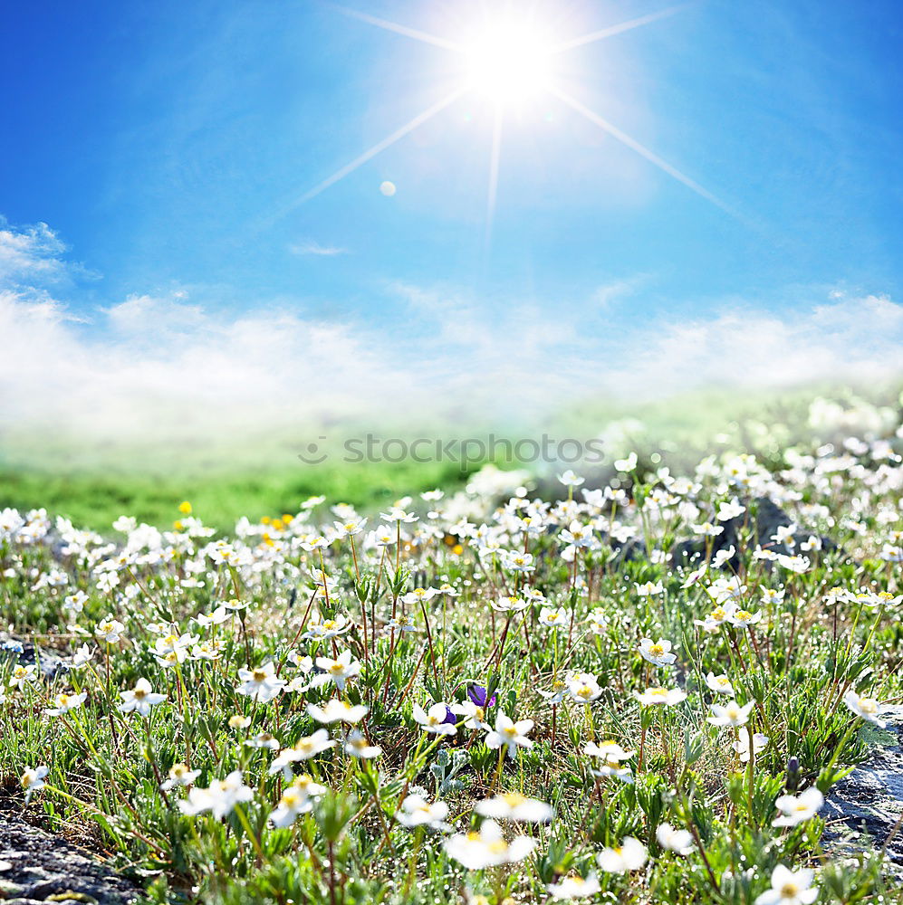 Similar – flower meadow Summer Sun