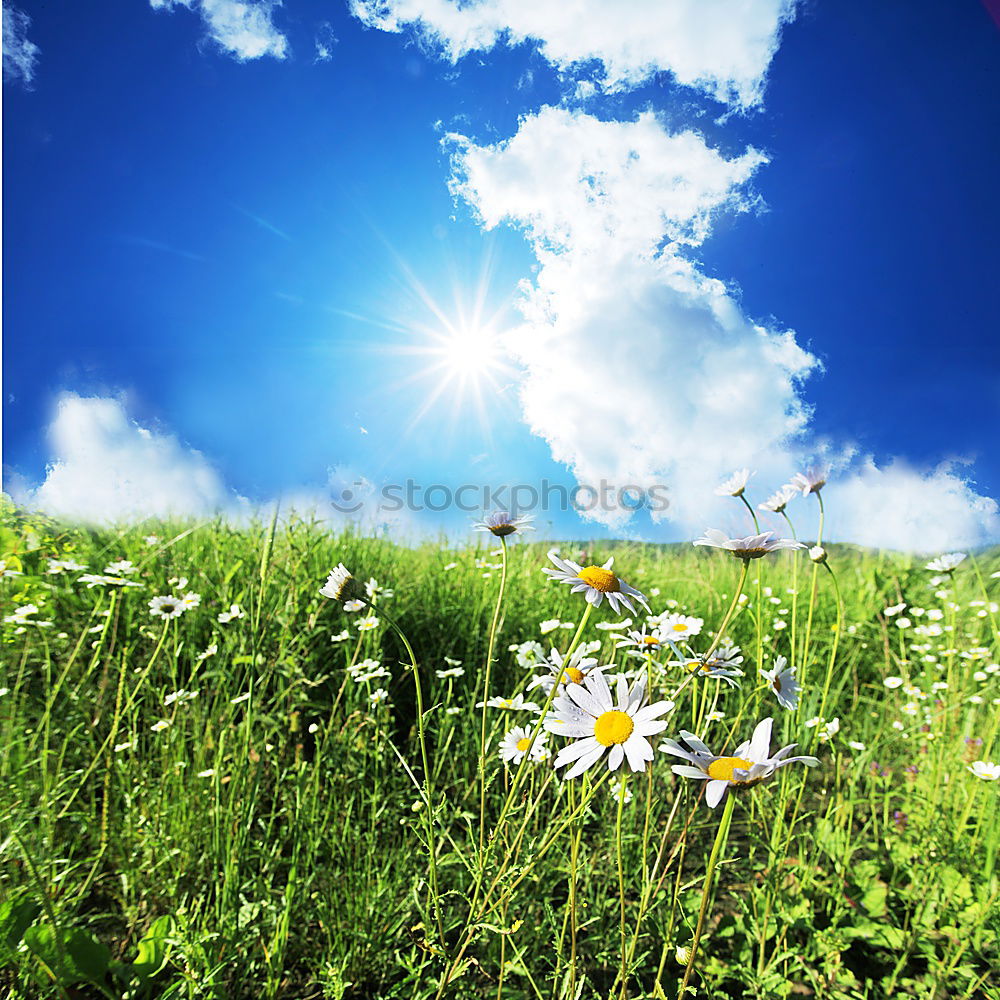 Image, Stock Photo Portrait format spring meadow