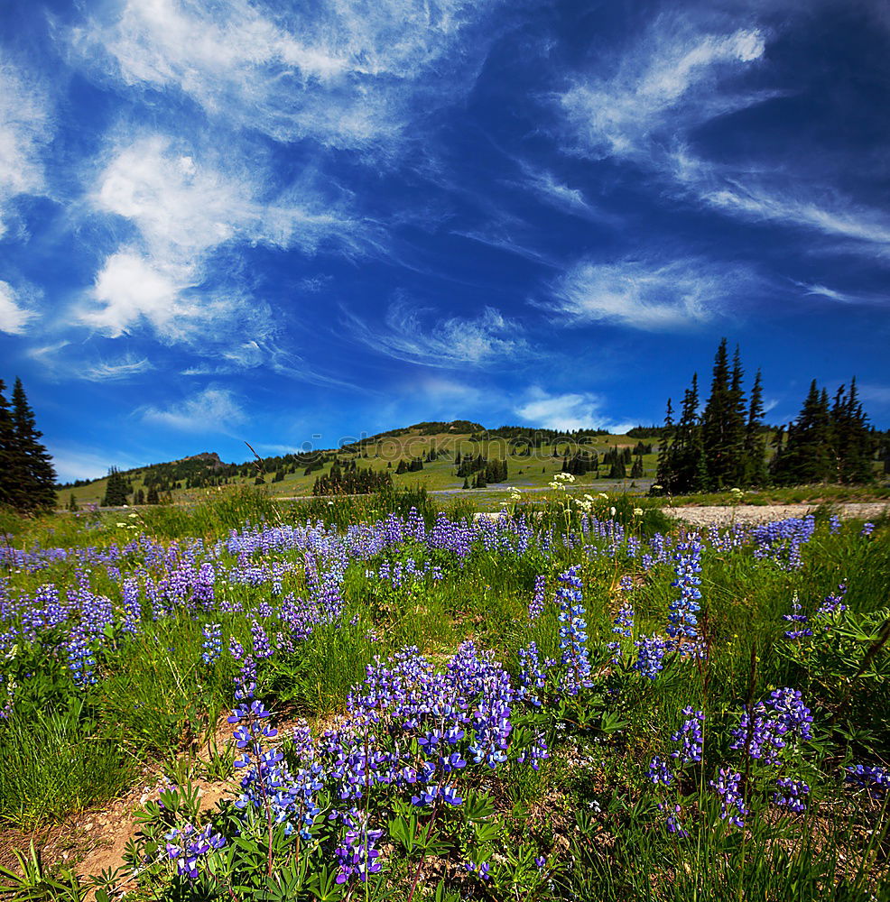 Similar – Lupine Fields Environment