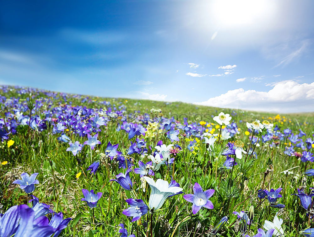 Similar – Blumenwiese Frühling