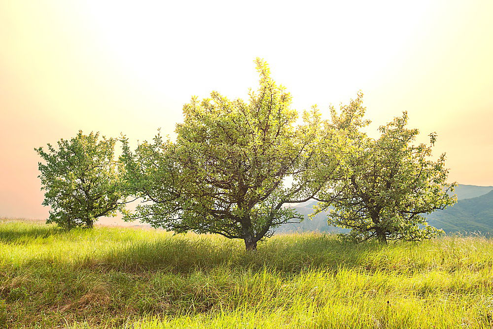 Similar – Image, Stock Photo Anticipation … or tree in Wingert in autumn