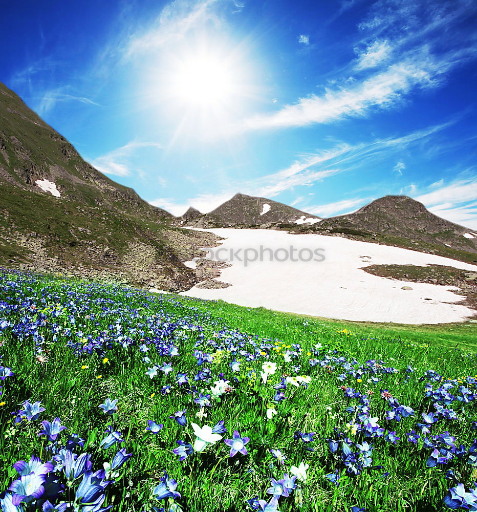 Similar – Frühling in der Höhe