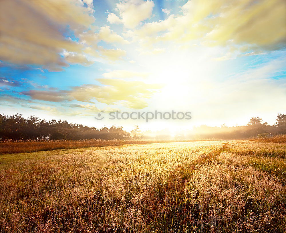 Similar – Straw bales in the sunrise