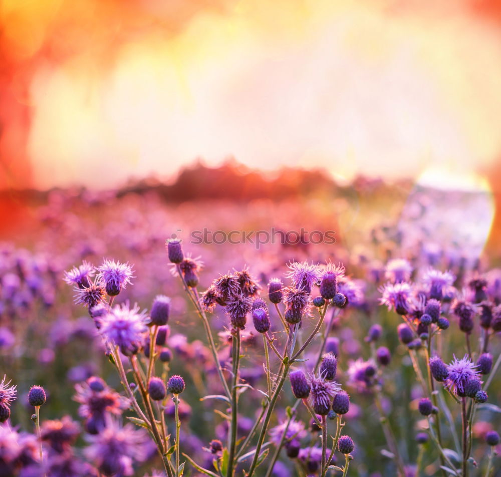 Similar – Lavender blossoms in the light of the setting sun