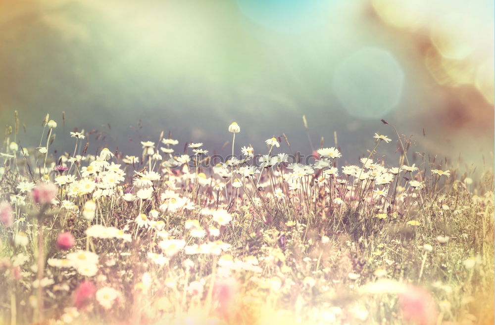 Similar – Gänseblümchen Blume Gras