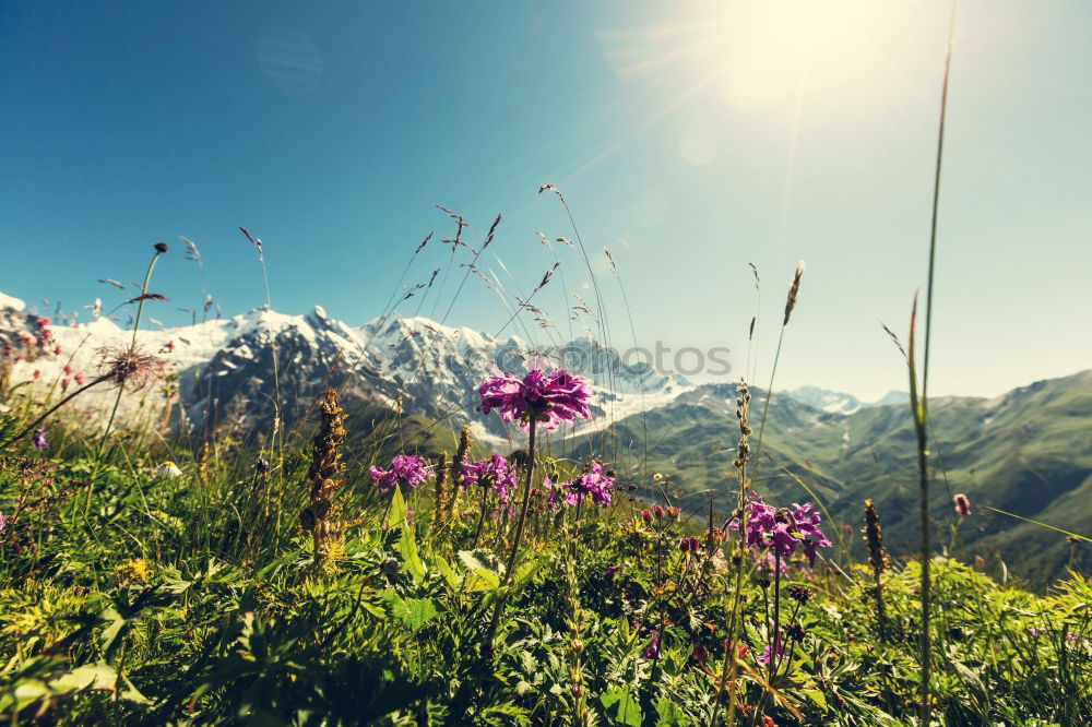 Similar – Crocus blooms in the foreground, behind it a mountain range