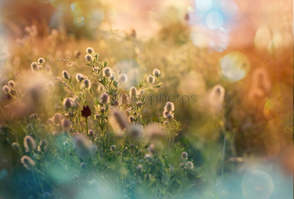 Similar – Image, Stock Photo moss pearls Environment