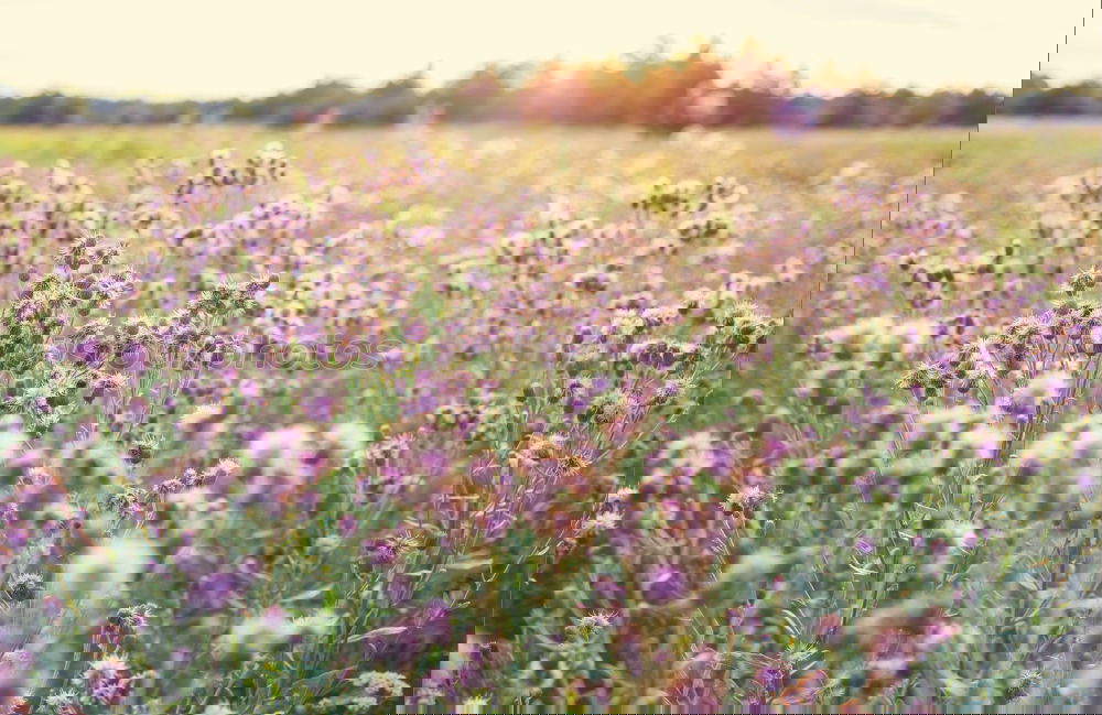 Image, Stock Photo Spring meadow III