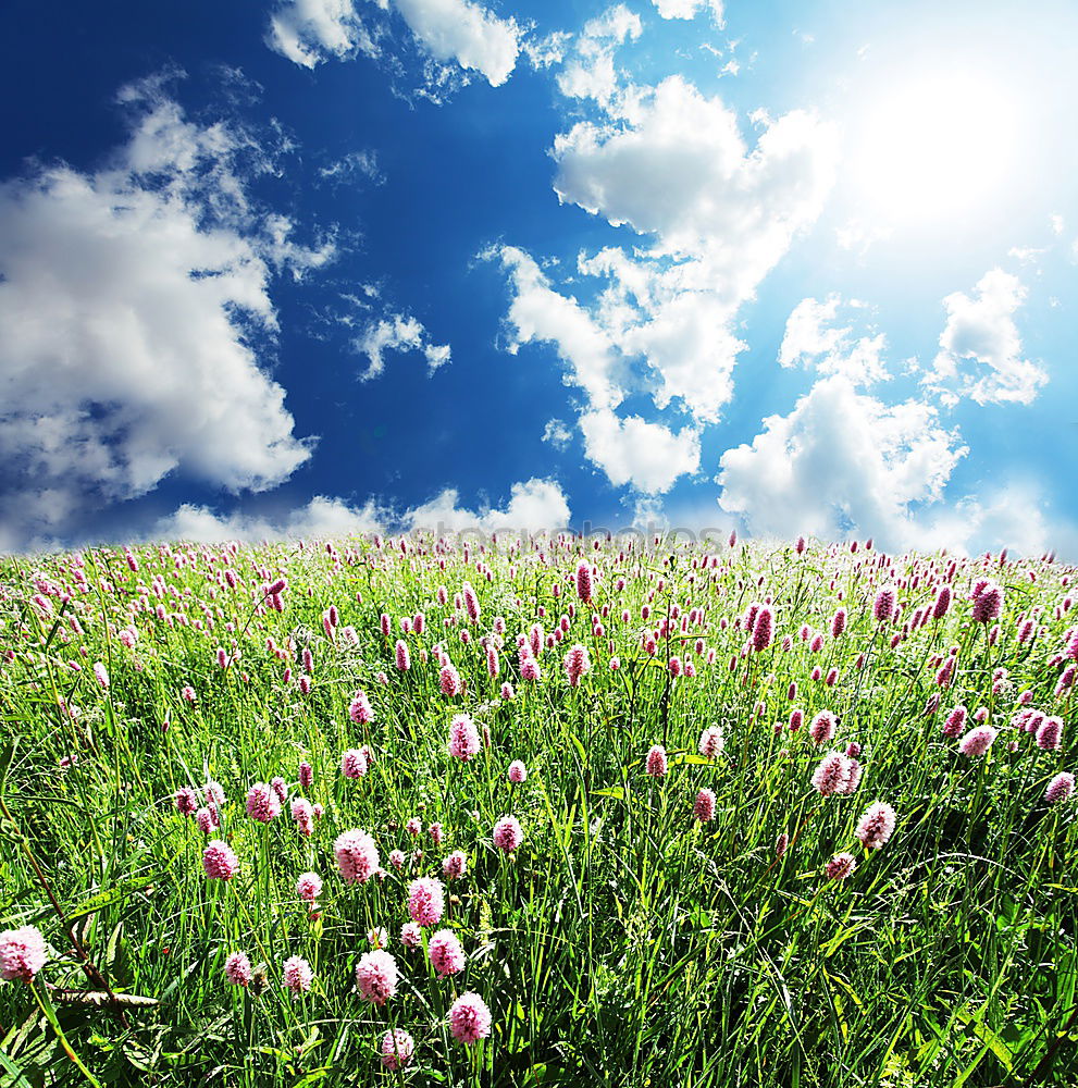 Similar – Blumenwiese Frühling