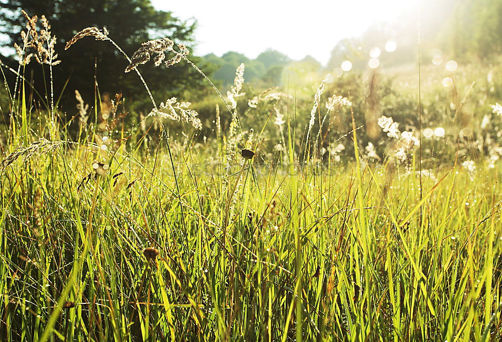 Similar – im gras liegen Wiese Gras