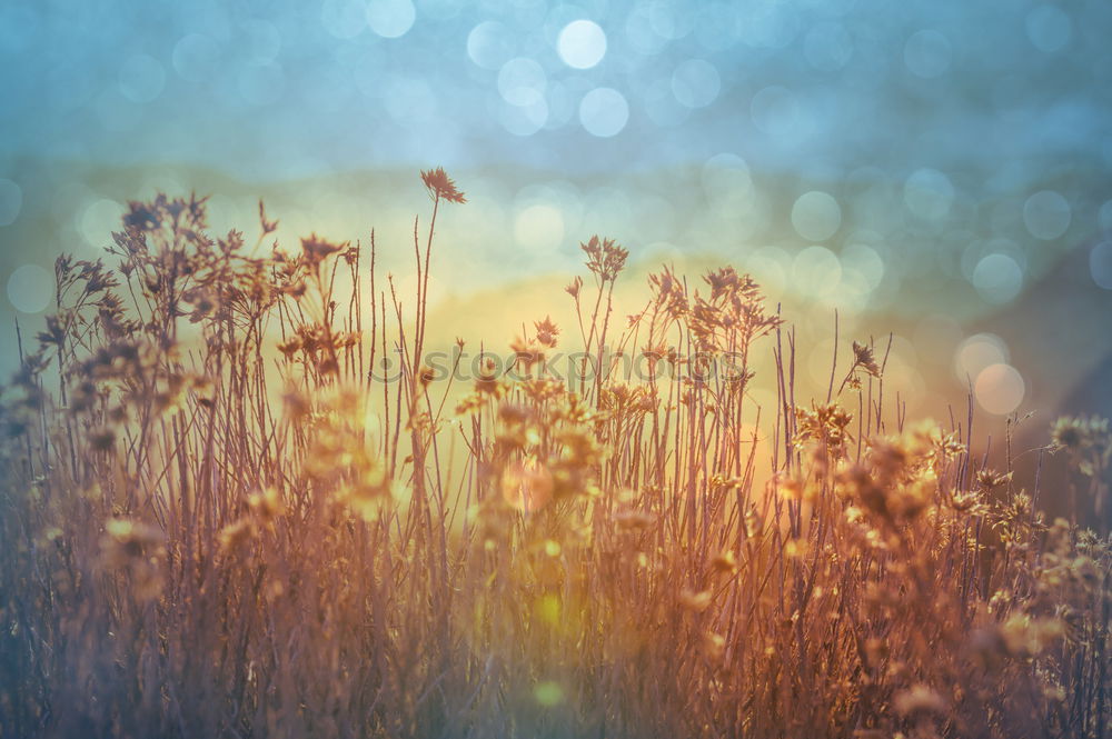 Similar – Yellow coneflower (Echinacea)