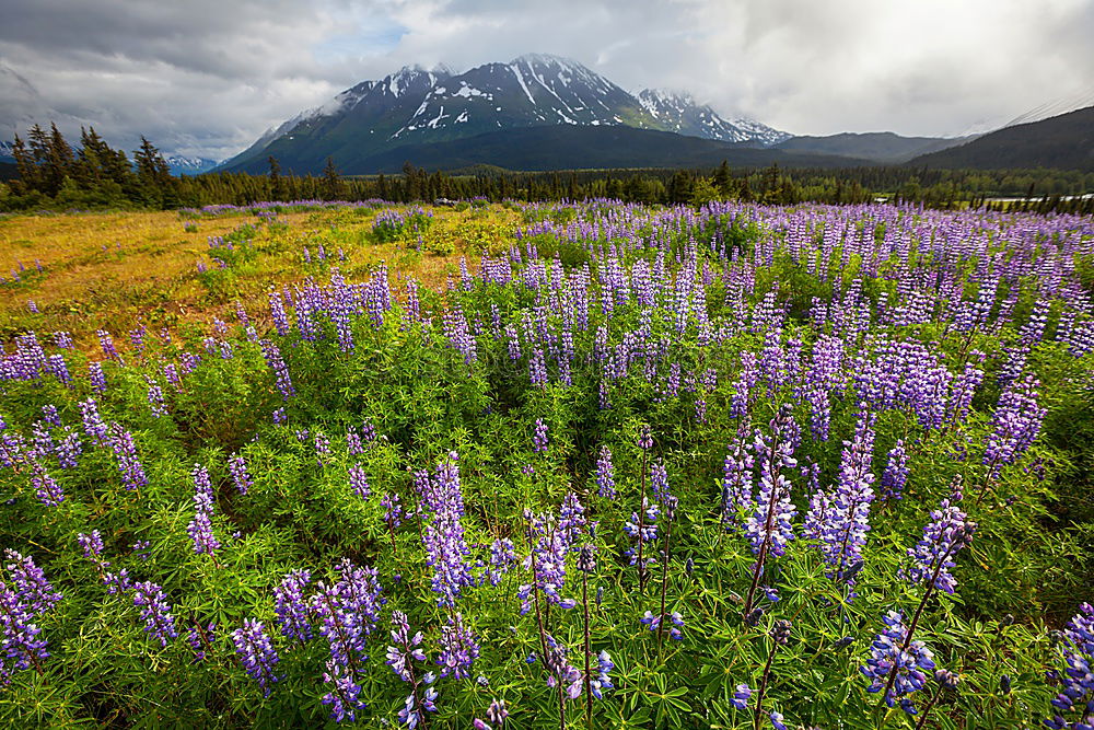 Similar – Image, Stock Photo Iceland