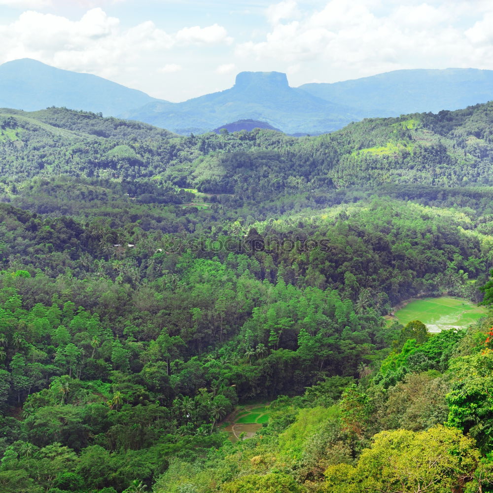 Tropical landscape in the morning