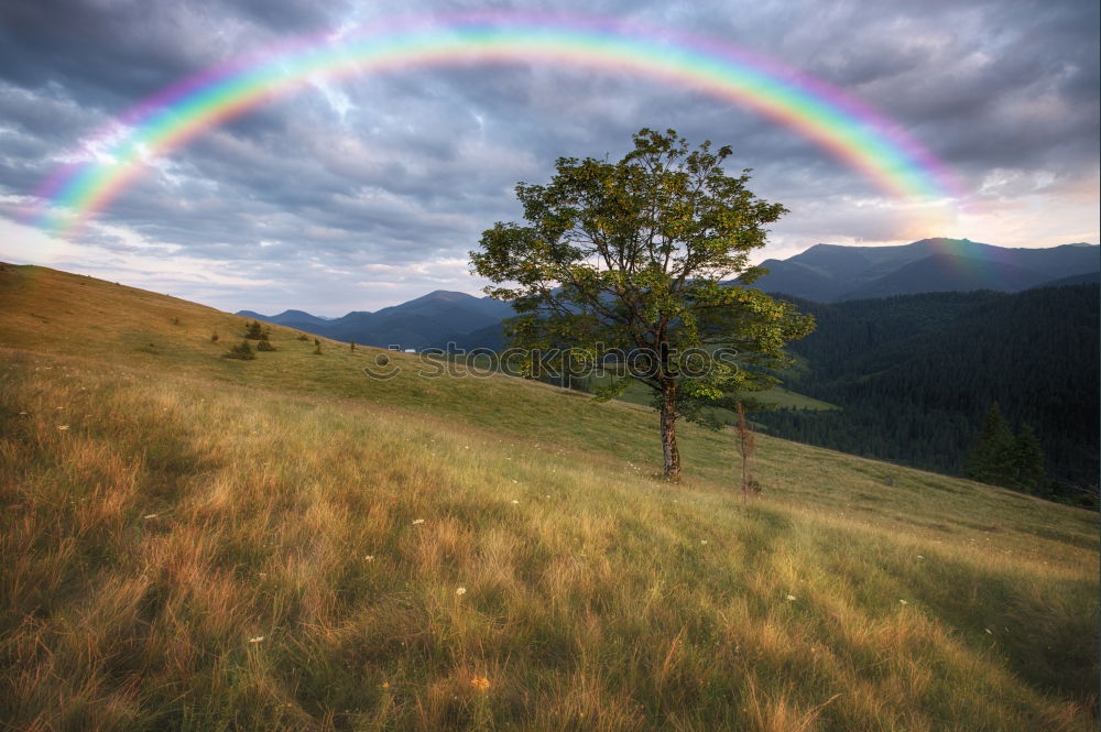 Similar – Rainbow with sheep on the Isle of Skye in Scotland