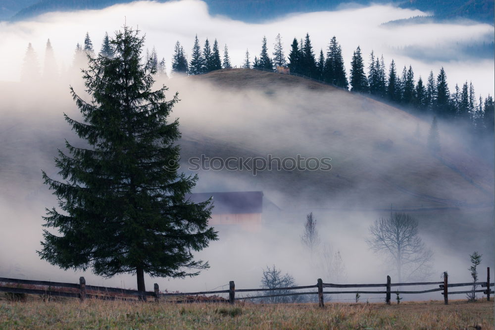 Similar – Image, Stock Photo December morning in the Black Forest