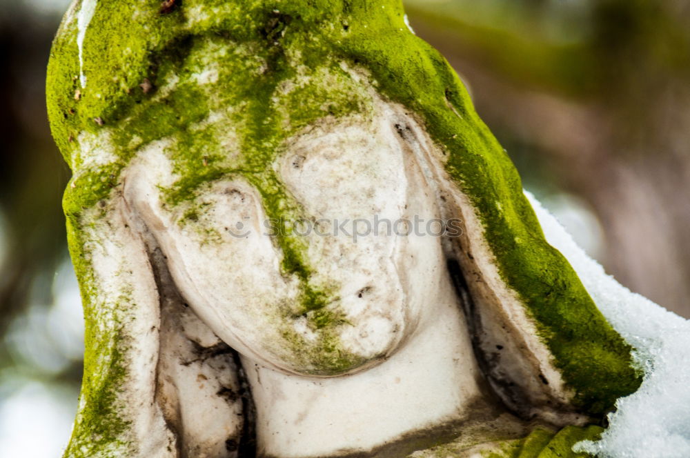 Similar – Image, Stock Photo Wood background with elderberries