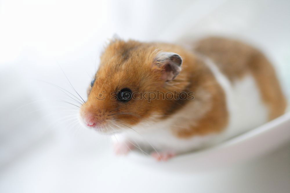 Similar – Image, Stock Photo mouse hotel Sausage Nature