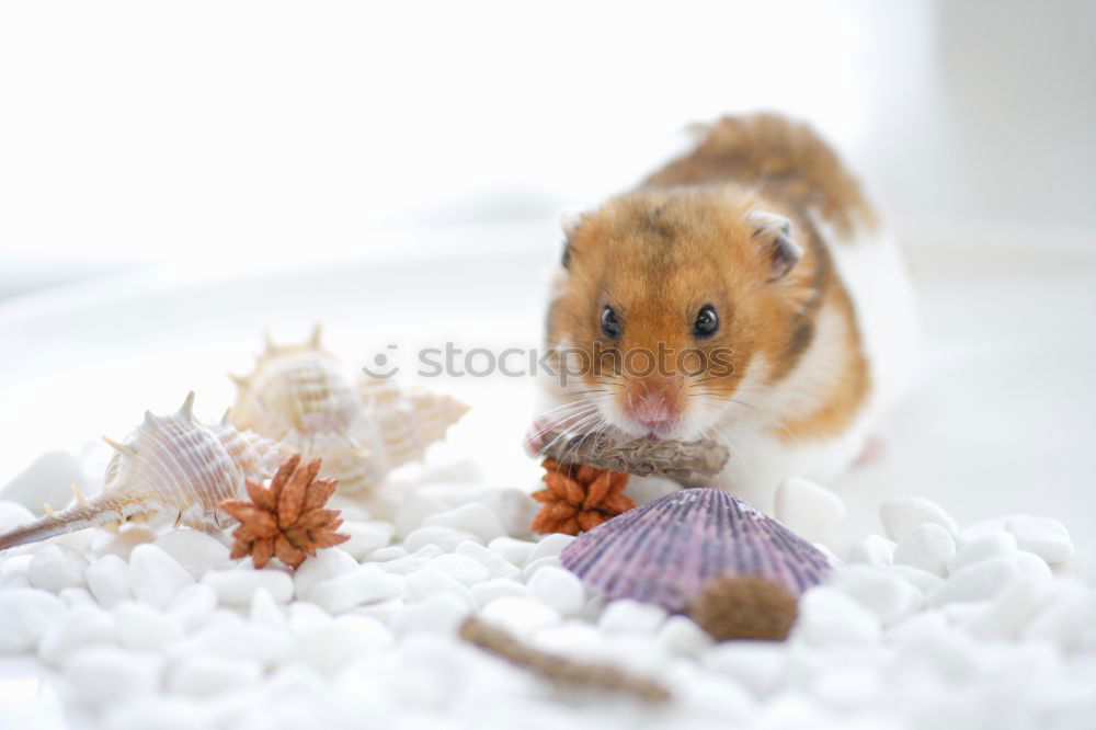 Similar – Image, Stock Photo mouse hotel Sausage Nature