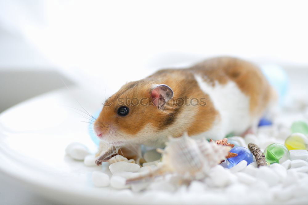 Similar – Image, Stock Photo mouse hotel Sausage Nature