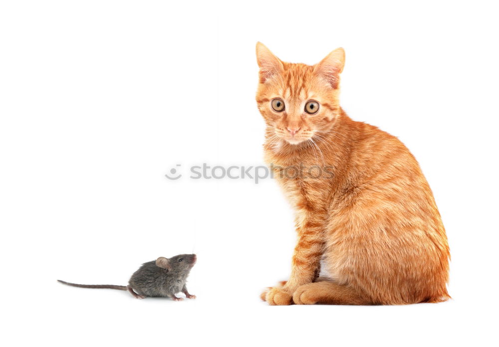 Similar – Image, Stock Photo eye contact Cat Looking