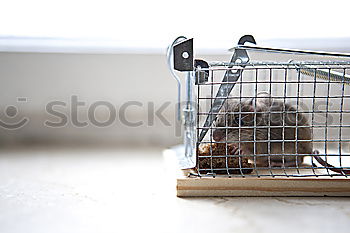 Image, Stock Photo mouse hotel Sausage Nature