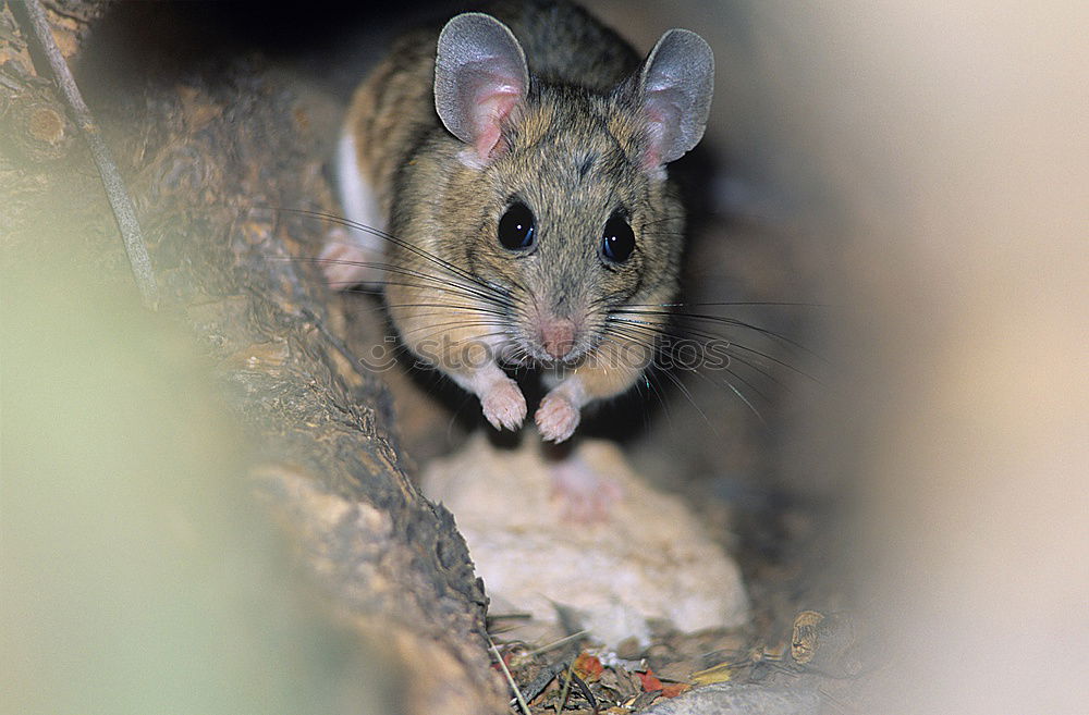 At home with the forest mouse…