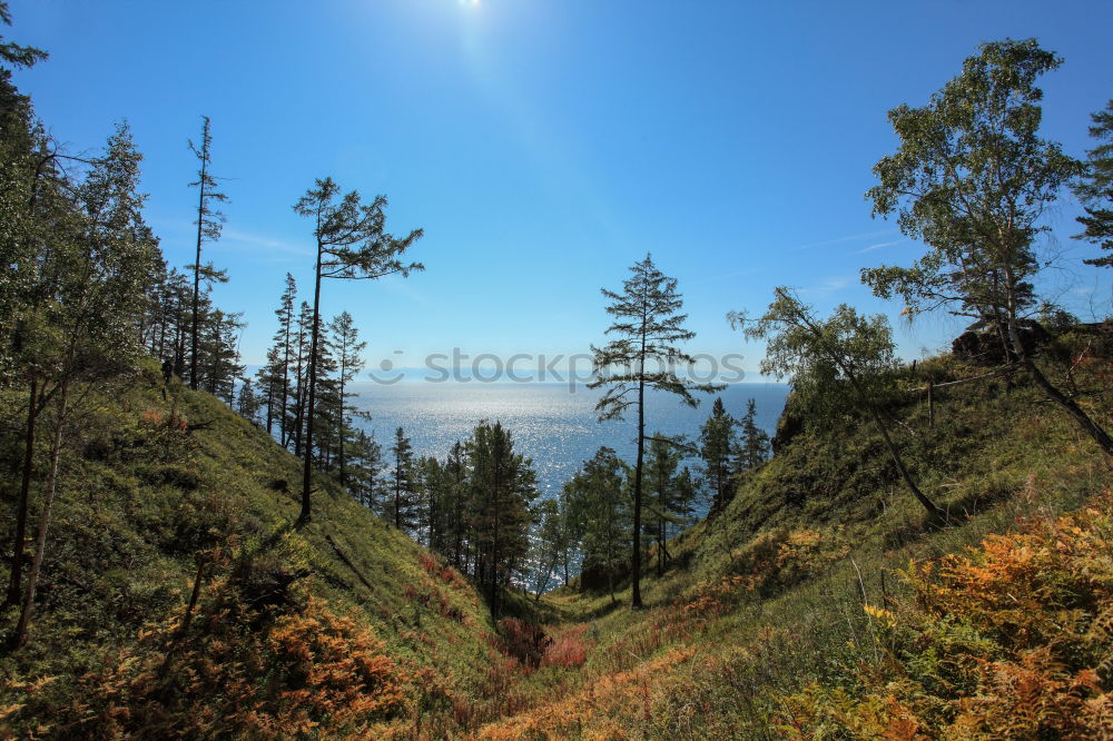 Similar – Golden Gate 1 Tree Clouds