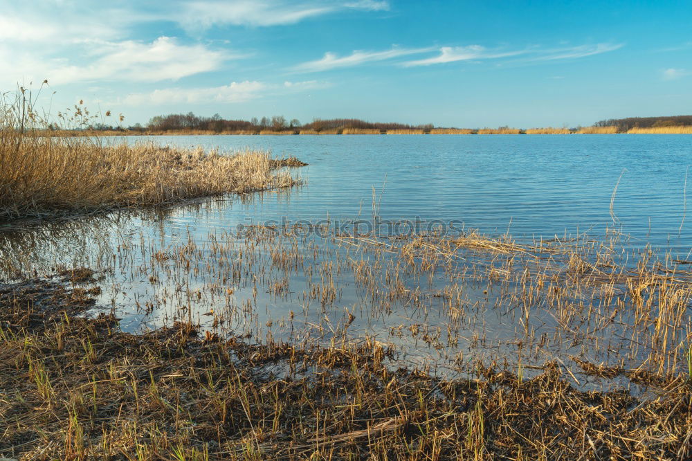 Similar – Image, Stock Photo swan Colour photo