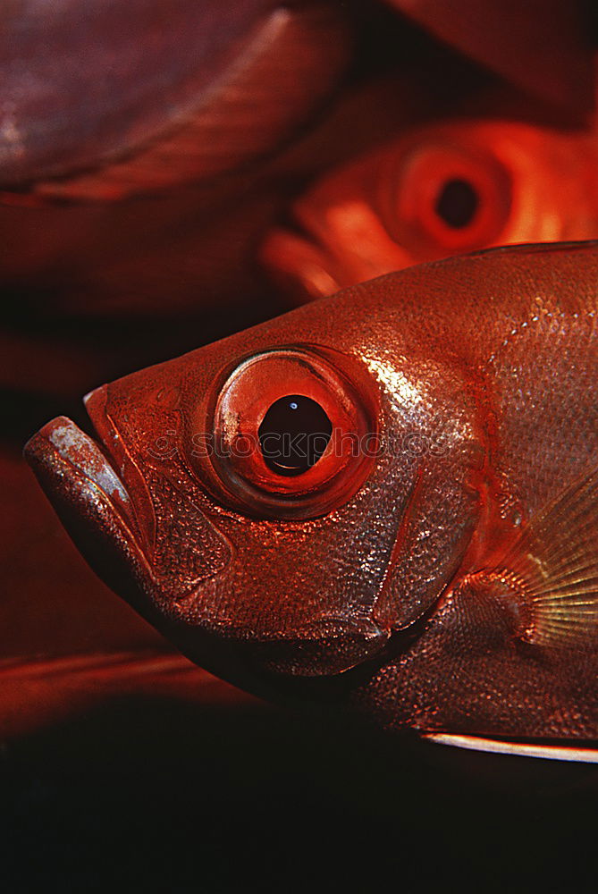 Blubbed out Fish head