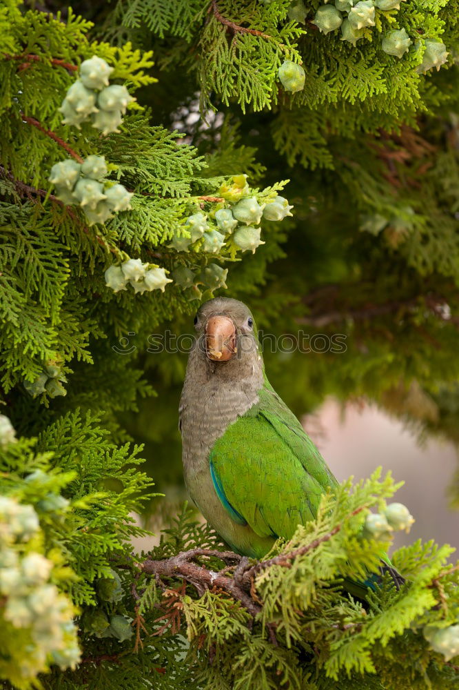 Similar – rose-ringed parakeet sitting in the tree