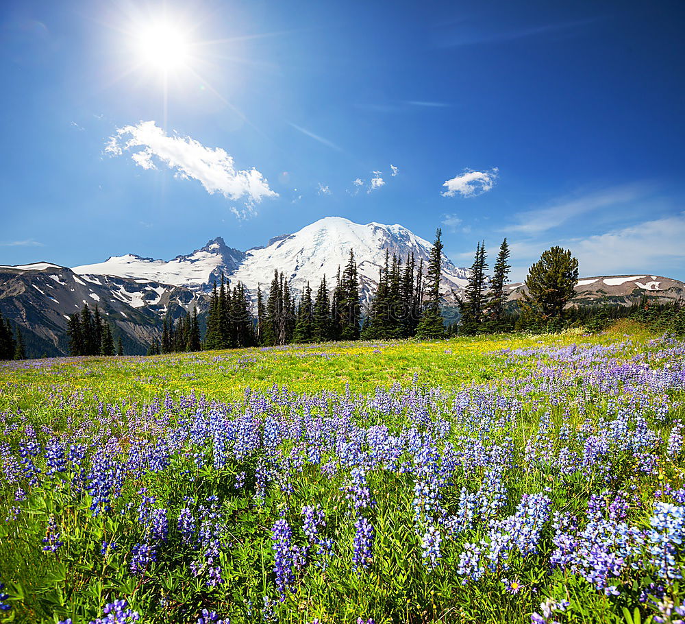 Similar – Lupine Fields Environment