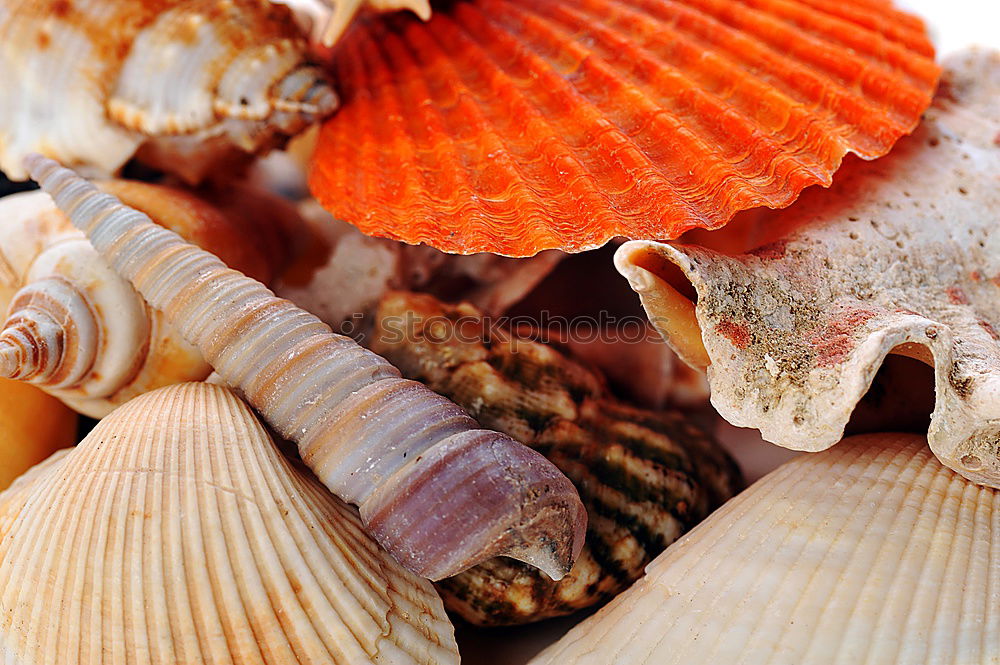 Similar – Muscheln Strand