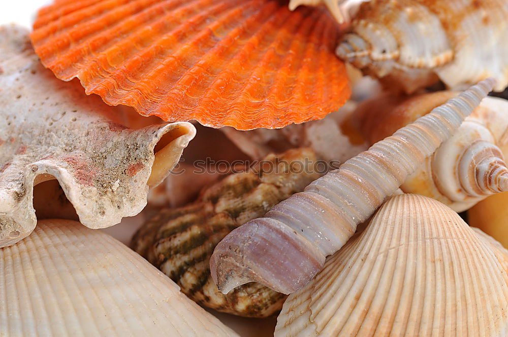 Similar – Muscheln Strand